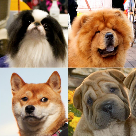 large asian dog breeds